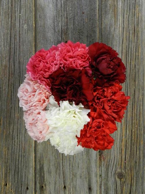 VALENTINES DAY PACK ASSORTED CARNATIONS